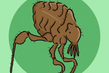 Identify your pet has fleas icon